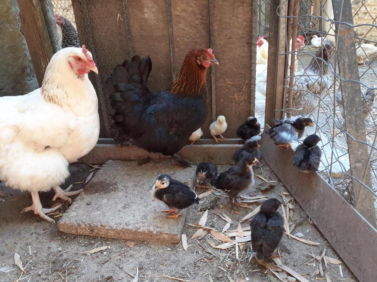 Gite De Leonie Moulin De Tartay En Avignon Kültér fotó
